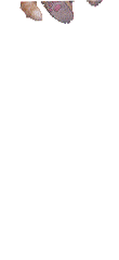 zhivotnie-9.gif