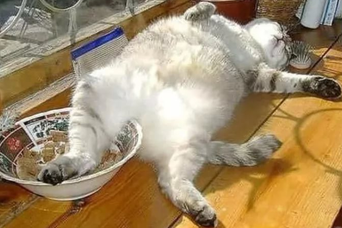 Котяра.png