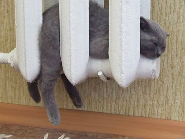 koshka7.jpg