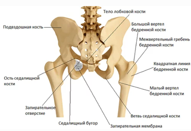 Анатомия.png