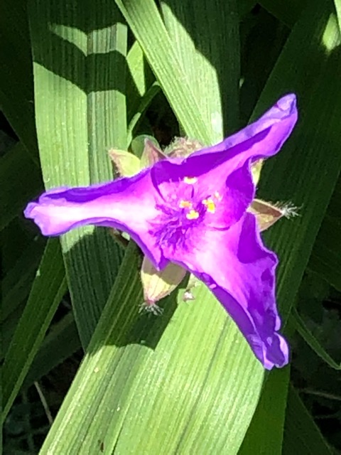 BDECAA05-966F-4E27-A8AA-188203125708.jpeg