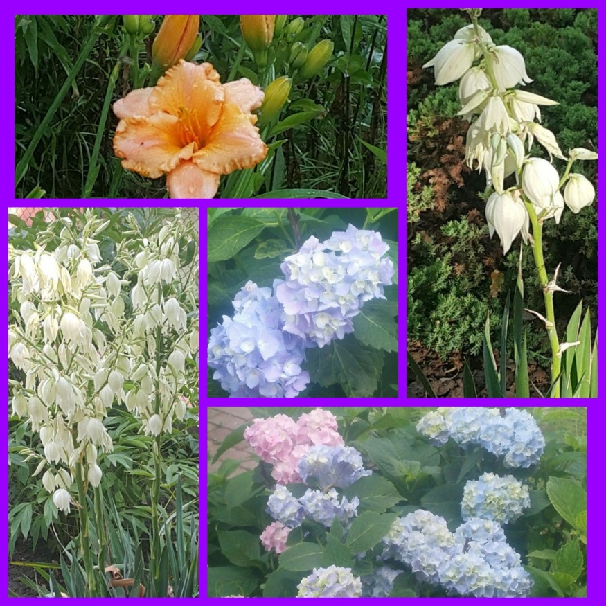 MyCollages -.jpg