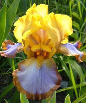 iris_g_brown_lasso_1357292130.jpg