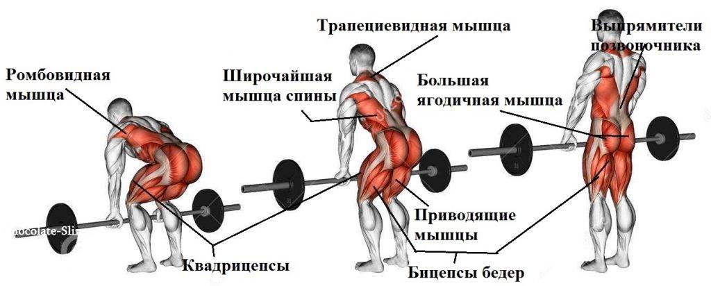 anatomija-stanovoi-tjagi.jpg
