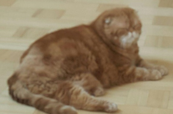 кис.jpg