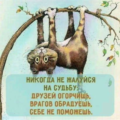 кот наоборот.jpg
