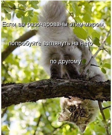 котомир.jpg