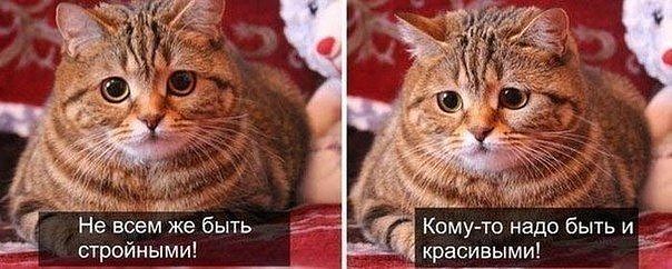 котокрасота.jpg