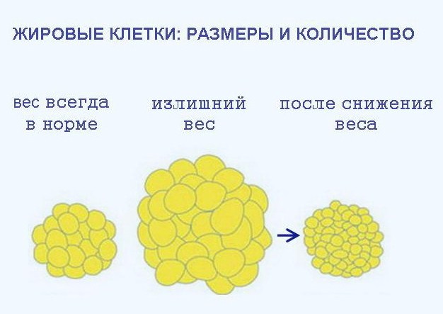 ZHirovaya-kletka.jpg