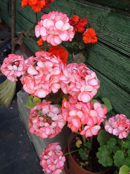 DSC06606 - копия.JPG