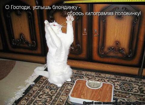 котэ.jpg