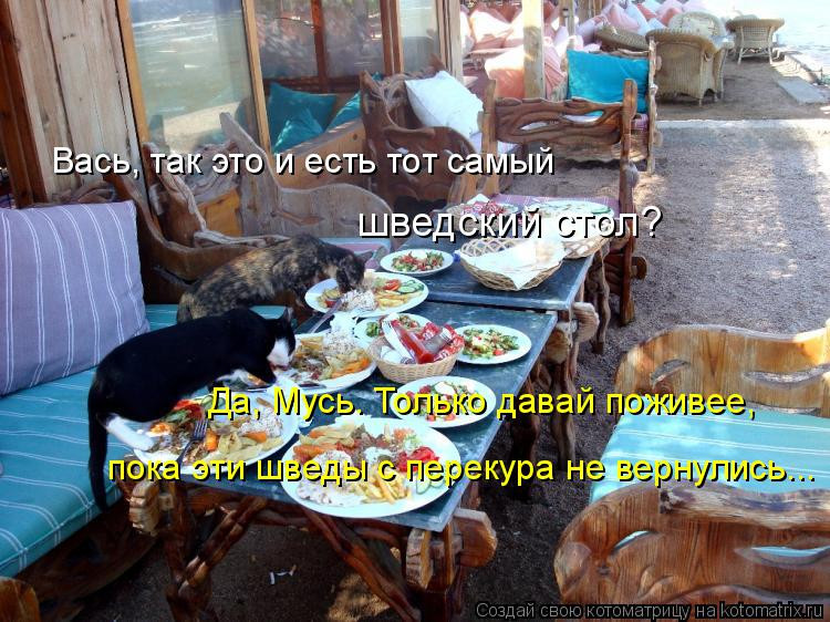 котыстол.jpg