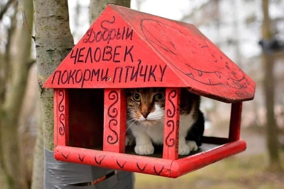 котокорм.jpg