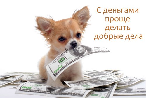 1531933472_dog-care-business-cute-dog-with-money.jpg