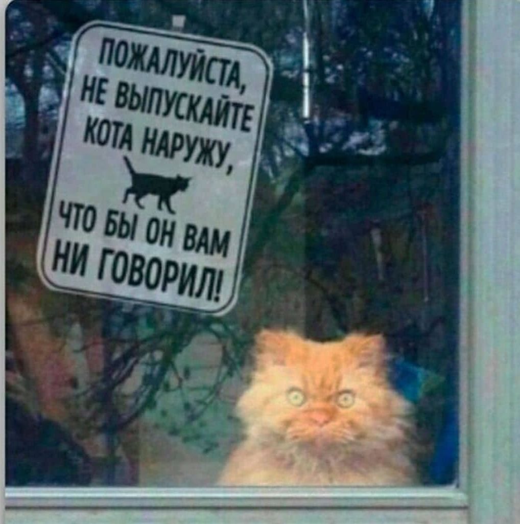 котоиз..jpg