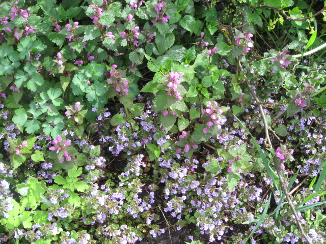 IMG_5686.JPG