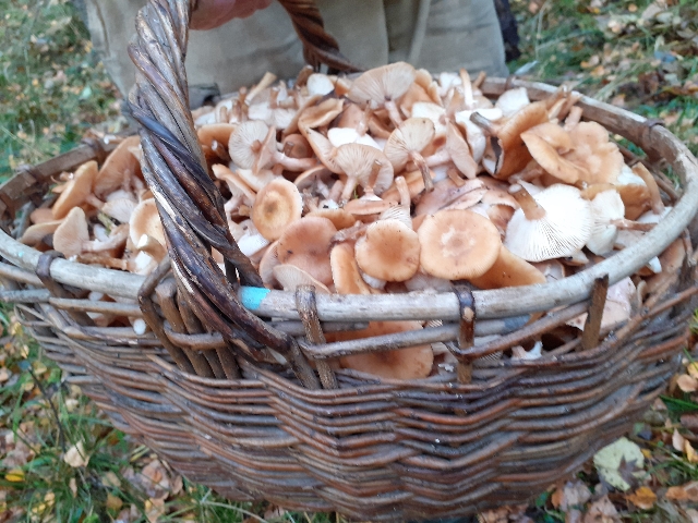 20201012_151457_640x480.jpg