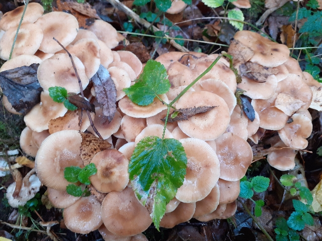 20201012_142529_640x480.jpg