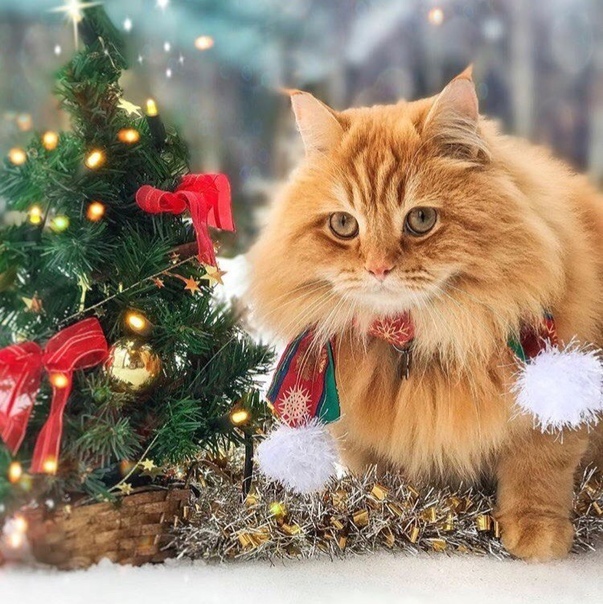 котонг.jpg