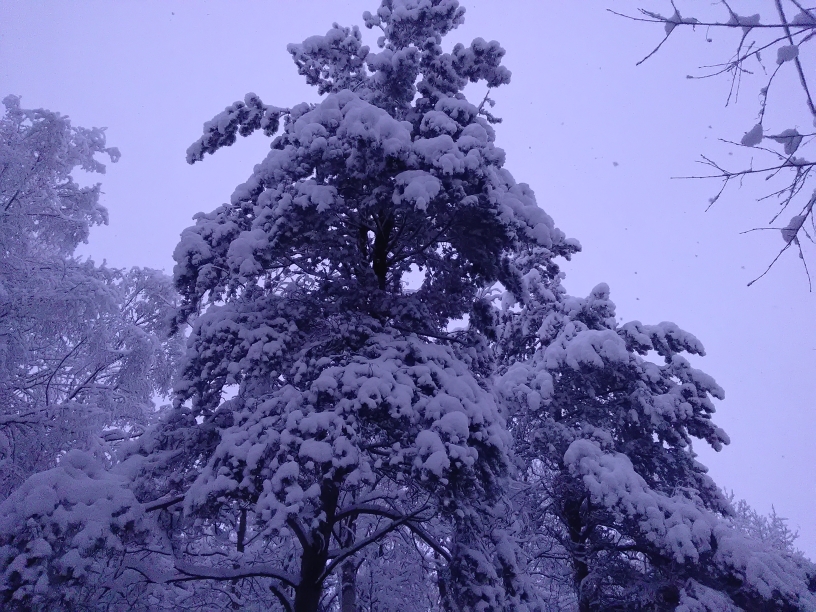 P_20210117_150826.jpg