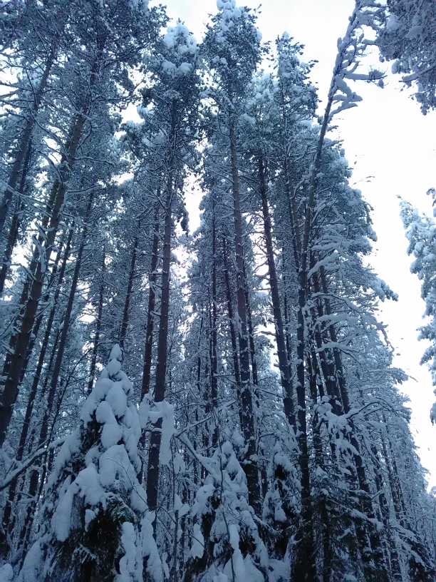 P_20210119_100814.jpg