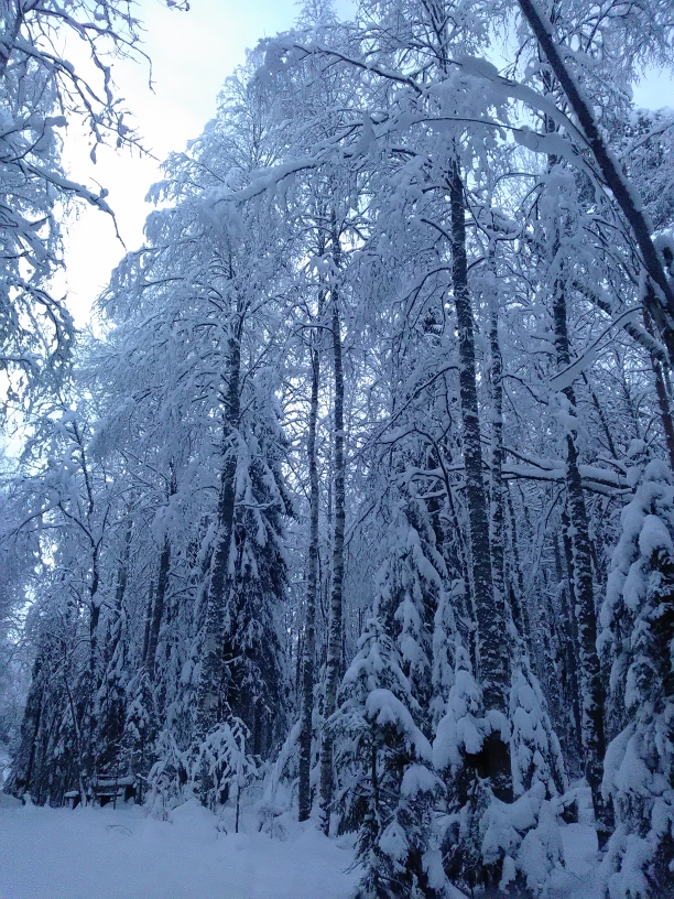 P_20210119_101213.jpg