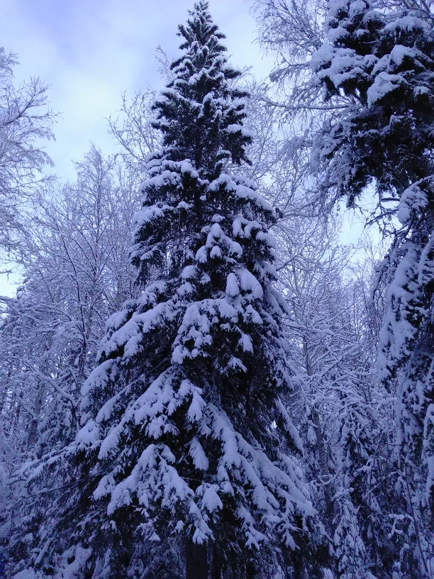 P_20210119_101454.jpg