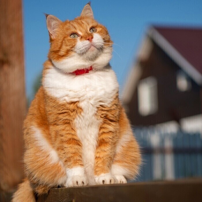 коте пухля.jpg
