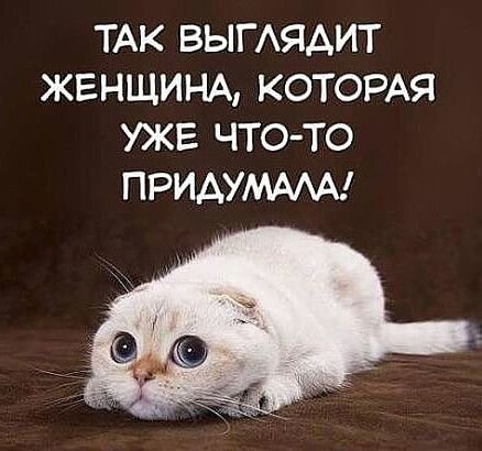 котя.jpg