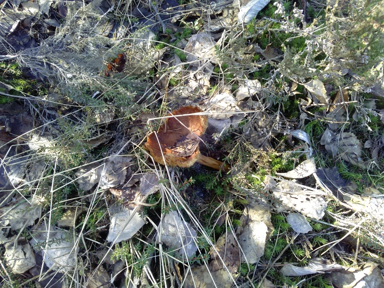 P_20210420_153712.jpg