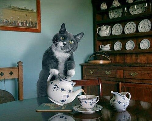коточай.jpg