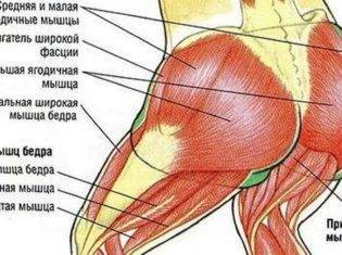 yagodichnaya-myshtsa-anatomiya-i-uprazhneniya-315x235.jpg