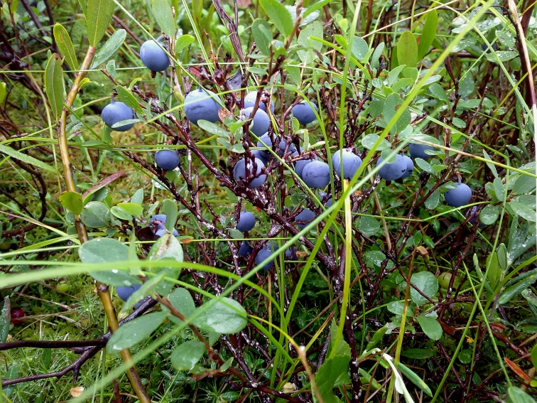 P_20210805_071839.jpg