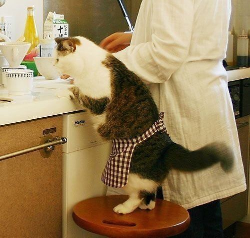котоПП.jpg