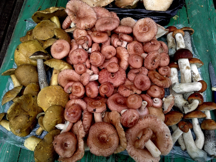 P_20210820_130247.jpg