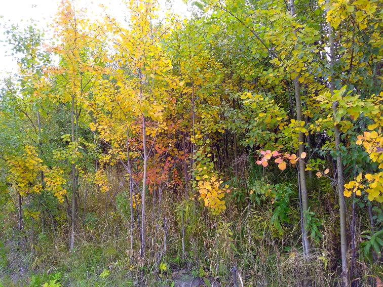 P_20210913_074539.jpg