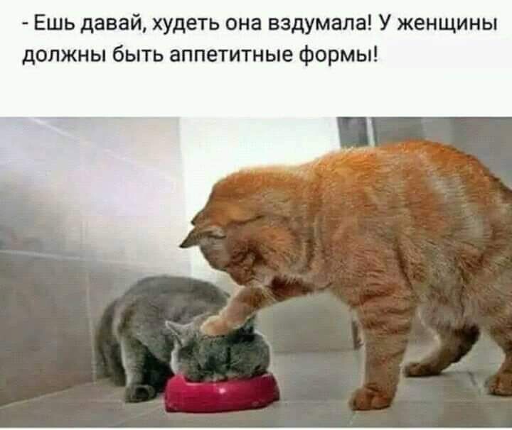 котоформы.jpg