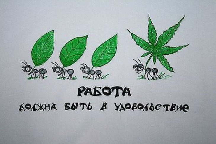 муравьи.jpg