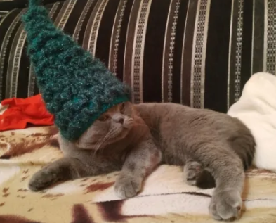 котешап.png