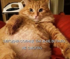 котосолнце.jpg
