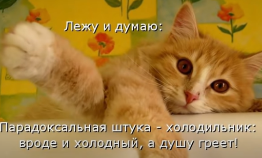 котехол.png