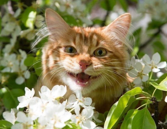 котовесна.png