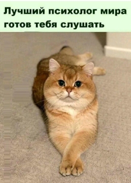 коте пс.jpg