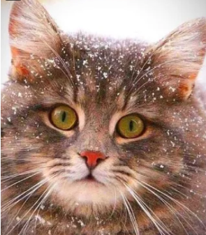 котезима.png