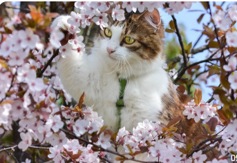 коте для Яны.png