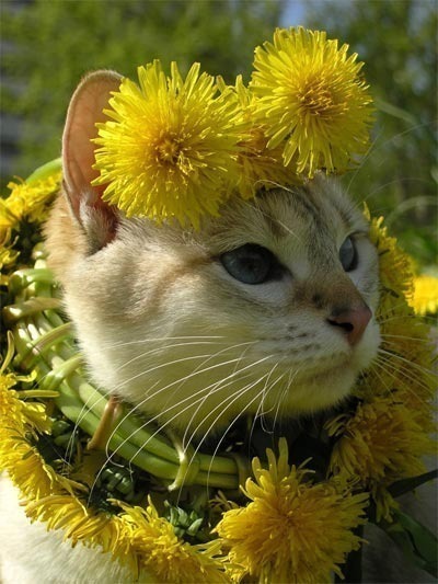 коточудо.jpg