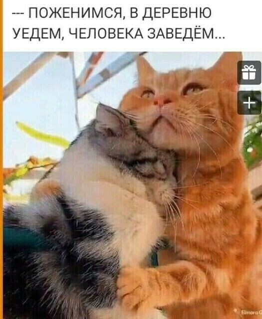 котедача.jpg