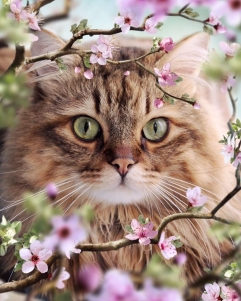 котовесна2.jpg