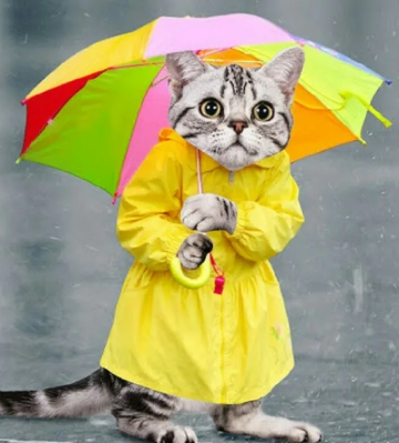 котедождь.png