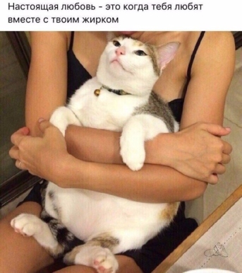 котожир.jpg